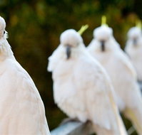 Aireys Inlet Getaway Resort - Tourism Gold Coast