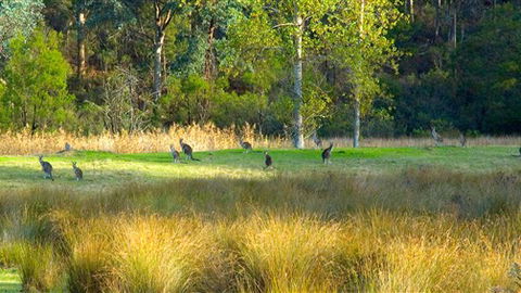 Waterholes Guest House - Tourism Gold Coast 4