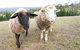 Highfields Country Cottages - thumb 14
