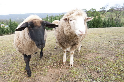 Highfields Country Cottages - Tourism Gold Coast 14