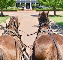 Hunter Valley Horses - Tourism Gold Coast 0