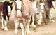 Hunter Valley Horses - thumb 1