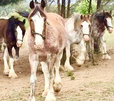 Hunter Valley Horses - Tourism Gold Coast 1