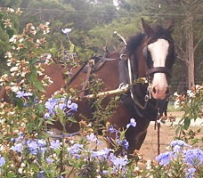 Hunter Valley Horses - Tourism Gold Coast 3