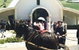 Hunter Valley Horses - thumb 4