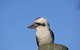 Blackwattle Farm Bed And Breakfast And Farm Stay - thumb 1