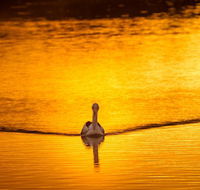 River Shack Rentals - Living the Dream - Tourism Gold Coast