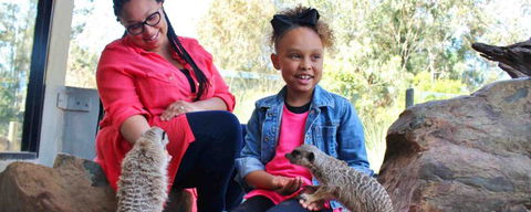 Billabong Koala And Wildlife Park - Tourism Gold Coast 0