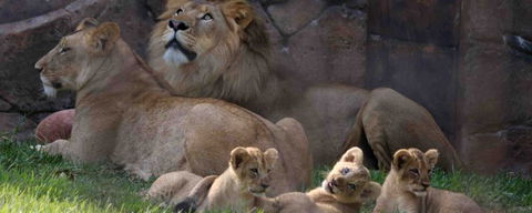 Billabong Koala And Wildlife Park - Tourism Gold Coast 1