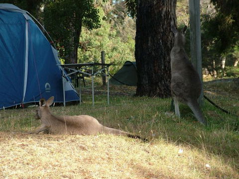 Grampians Paradise Camping And Caravan Parkland - Tourism Gold Coast 8