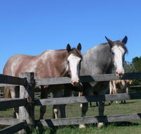 Clydesdale Motel and Steakhouse - Tourism Gold Coast