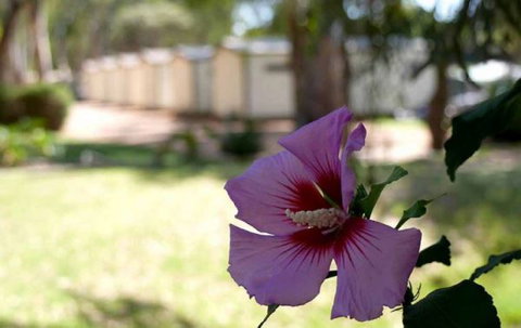 Riverbend Caravan Park Renmark - Tourism Gold Coast 3