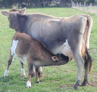 Animal Land - Tourism Gold Coast
