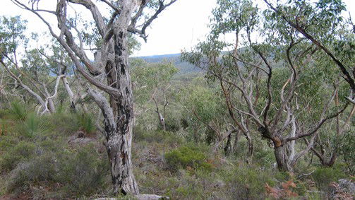 Wollombi NSW Tourism Gold Coast