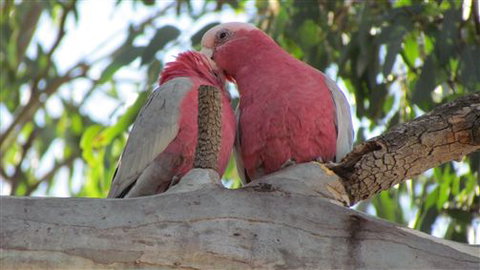 River Gardens Bed And Breakfast Farmstay - Tourism Gold Coast 6