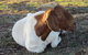 River Gardens Bed And Breakfast Farmstay - thumb 5