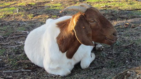 River Gardens Bed And Breakfast Farmstay - Tourism Gold Coast 5
