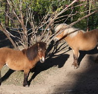 Cloud End Farmstay - Tourism Gold Coast