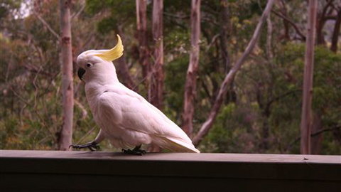 Heavenly Retreat - Tourism Gold Coast 5
