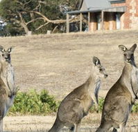 Grampians Pioneer Cottages