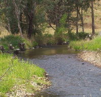 Murphy's Cabin - Tourism Gold Coast
