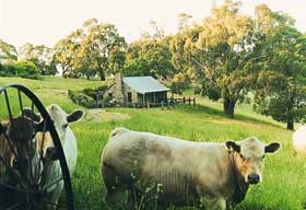 Adelaide Hills Country Cottages - Gum Tree Cottage - Tourism Gold Coast 1