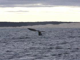 Fowlers Ocean Eco Retreat - Tourism Gold Coast 2
