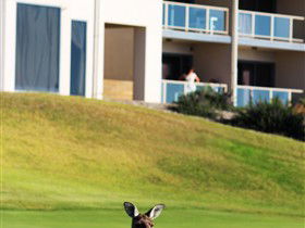 Links Lady Bay Golf Resort - Tourism Gold Coast 2
