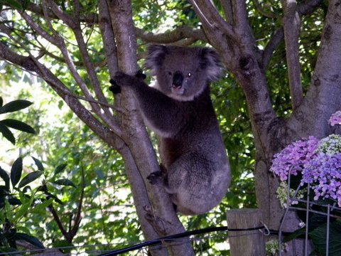Adelaide Hills Bed & Breakfast Accommodation - Tourism Gold Coast 4