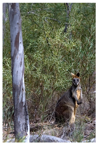 Alivio Tourist Park Canberra - Tourism Gold Coast 12