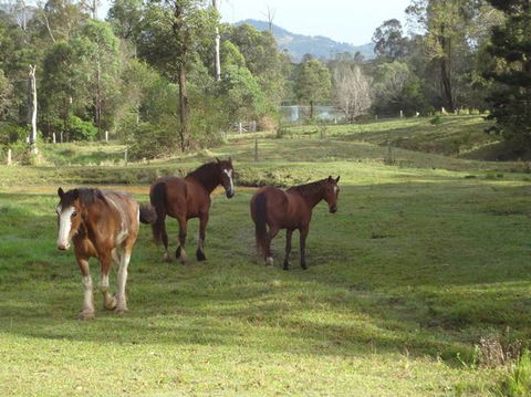 Amamoor Lodge - Tourism Gold Coast 2