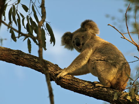Amamoor Lodge - Tourism Gold Coast 4