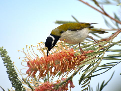 Amamoor Lodge - Tourism Gold Coast 7
