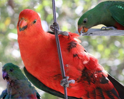 Goldsmith's In The Forest - Tourism Gold Coast 2