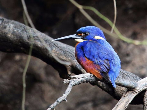 Goldsmith's In The Forest - Tourism Gold Coast 5