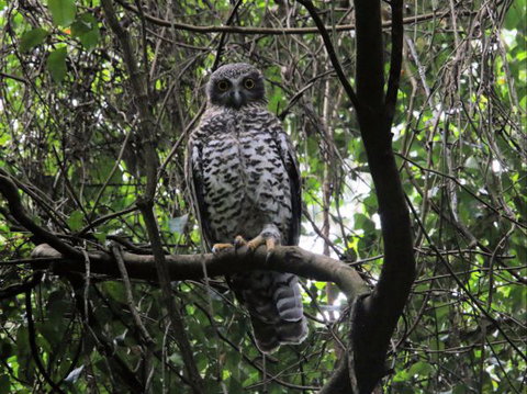 Goldsmith's In The Forest - Tourism Gold Coast 8