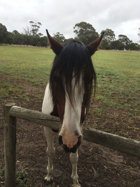 The Paddocks - Tourism Gold Coast 8