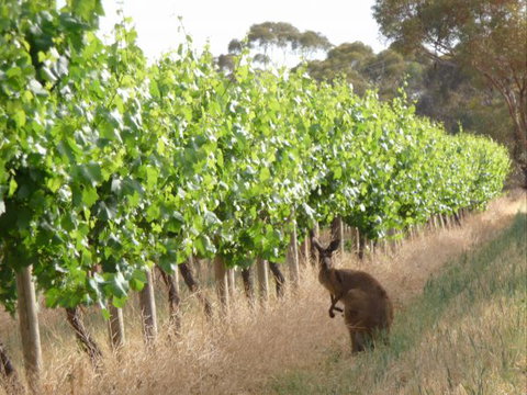 Angas Plains Wines Suites - Tourism Gold Coast 6