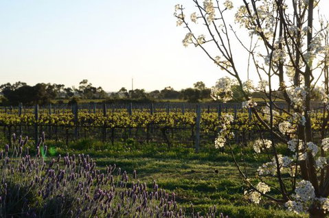 Angas Plains Wines Suites - Tourism Gold Coast 7