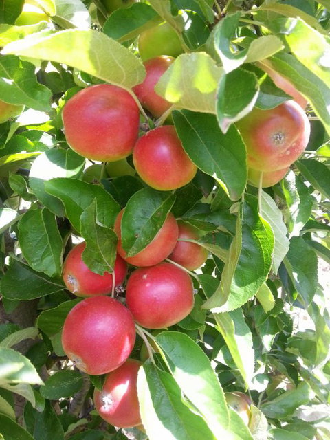 Ballachulish Farm Stay - Tourism Gold Coast 5