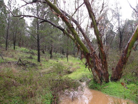 Beetaloo Grove - Tourism Gold Coast 2