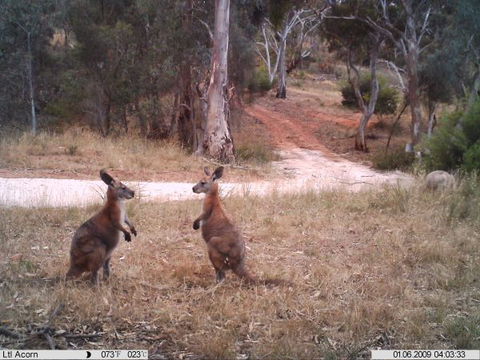 Beetaloo Grove - Tourism Gold Coast 3