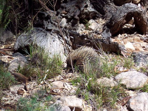 Beetaloo Grove - Tourism Gold Coast 4
