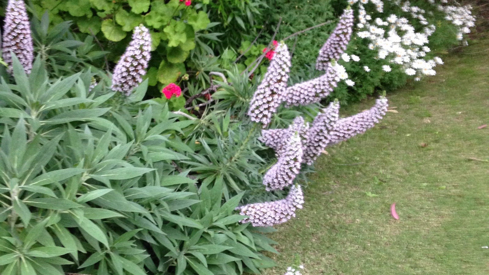 Padthaway SA Tourism Gold Coast