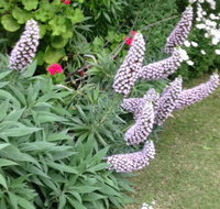 Padthaway Caravan Park - Tourism Gold Coast