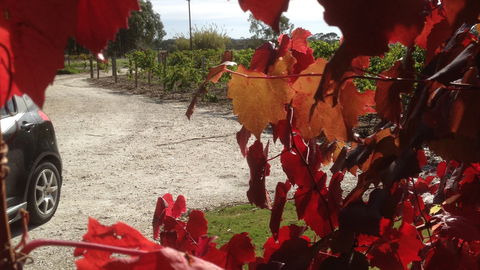 Under The Vines - Tourism Gold Coast 1