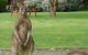 Pinnacle Holiday Lodge - thumb 8