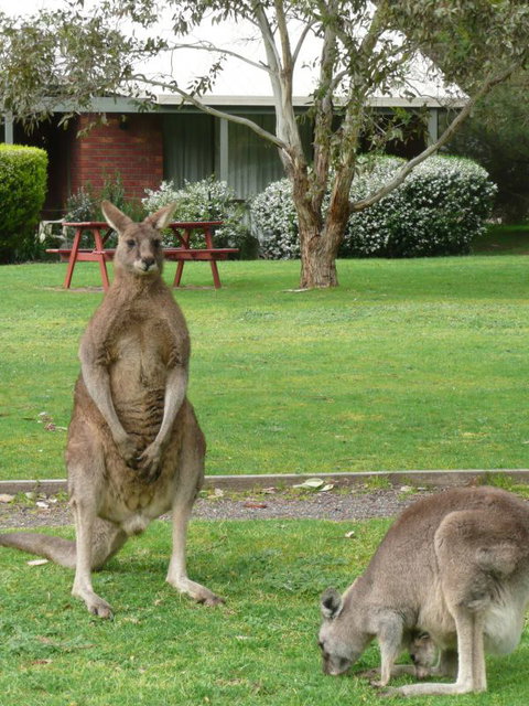 Pinnacle Holiday Lodge - Tourism Gold Coast 8