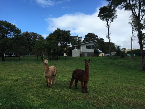 The Old Drik Drik Schoolhouse Retreat - Tourism Gold Coast 6
