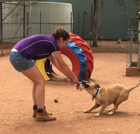 Pinecrest Boarding Kennels  Cattery - Tourism Gold Coast